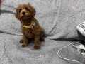 Maltipoo safkan a kalite f1 