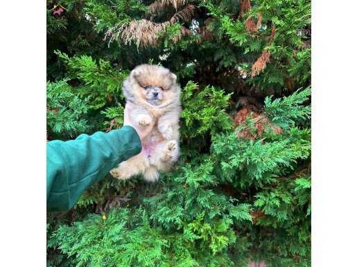 Pomeranian leopard rengi 