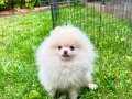 Pomeranian boo pofuduk 