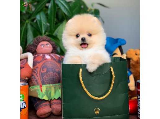 Yeni gelen tedybear pomeranian kızımız “ perry”