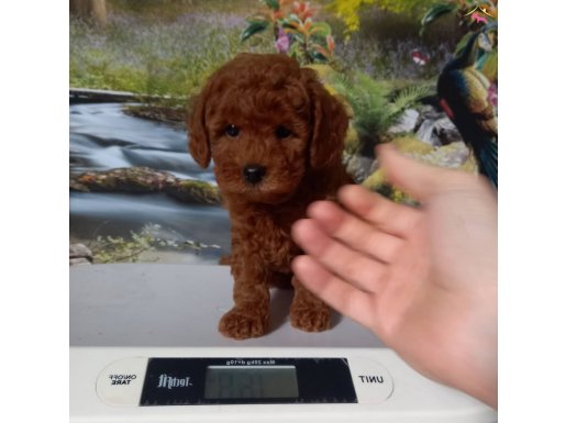 Çok Tatlı, Redbrown Dişi Toy Poodle