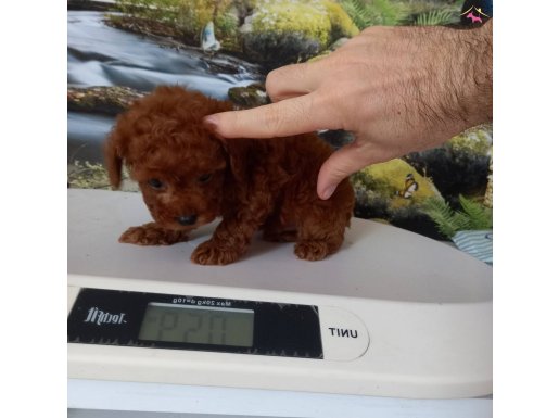 Çok Tatlı, Teacup Poodle.