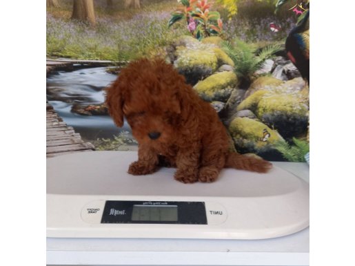 Çok Tatlı, Toy Poodle Yavru