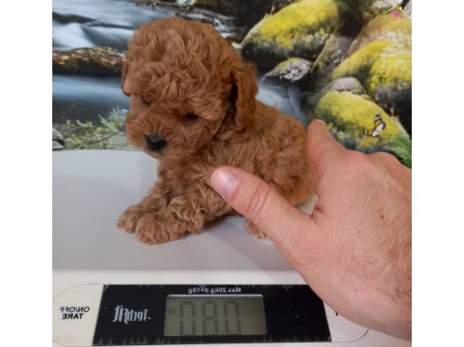 Çok Tatlı, Dişi, Teacup Poodle.