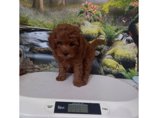 Çok Tatlı Red Brown Orijinal Toy Poodle