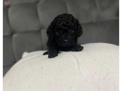 Çok Tatlı, Siyah, Orijinal Toy Poodle