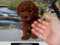 Çok Tatlı, Redbrown Dişi Toy Poodle