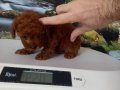 Çok Tatlı, Teacup Poodle.