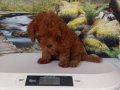 Çok Tatlı, Toy Poodle Yavru