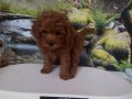 Çok Tatlı Red Brown Orijinal Toy Poodle