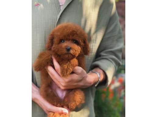 Red Micro Toy Poodle 