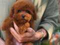 Red Micro Toy Poodle 