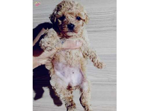 Toy poodle bebeklerimiz 