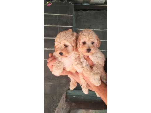 Maltipoo bebekleri