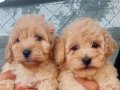 Aaa kalite Maltipoo yavruları 