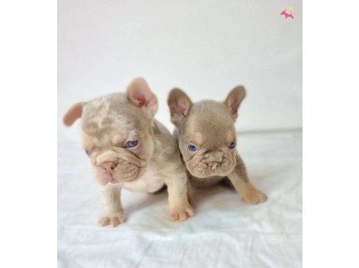 En nadir özel renklerde french bulldog