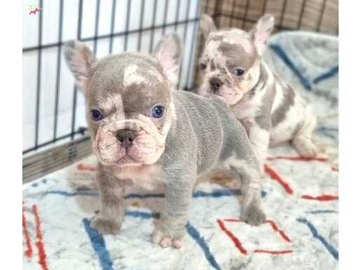 Kusursuz anatomi ve dna french bulldog