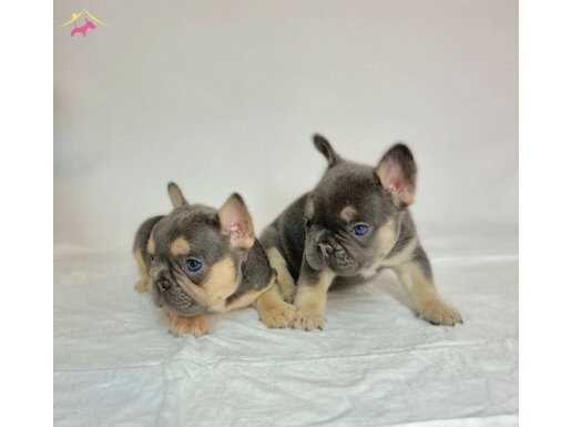  Ev ortamindan Exotic french bulldog yavrulari