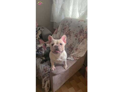 18 aylik exotic french bulldog 