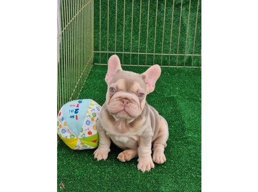 Turkiye deki ilk bigrope french bulldog yavru