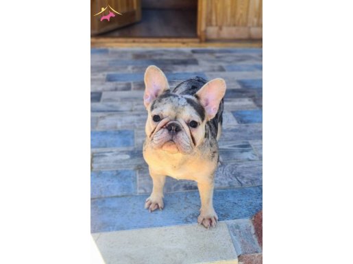  Aciklamayi okuyunuz!! Exotic french bulldog 