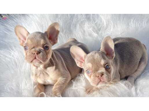 En güzel altin renginde exotic french bulldog