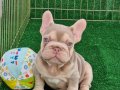 Turkiye deki ilk bigrope french bulldog yavru