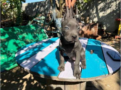 Blue canecorsa Yavrularımız