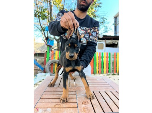 Orjinal Doberman Yavrular