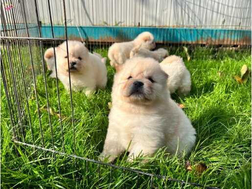 Türkiyenin en büyük chow chow çiftliğinden 