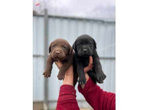 Labrador Retriever Yavrular