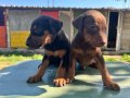 Doberman Yavruları KİNG