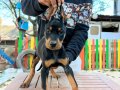 Orjinal Doberman Yavrular