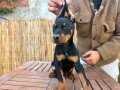 Doberman Yavruları İyisi değil En iyisi