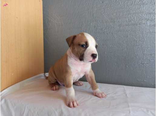 Amerikan staffordshire terrier