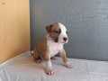 Amerikan staffordshire terrier