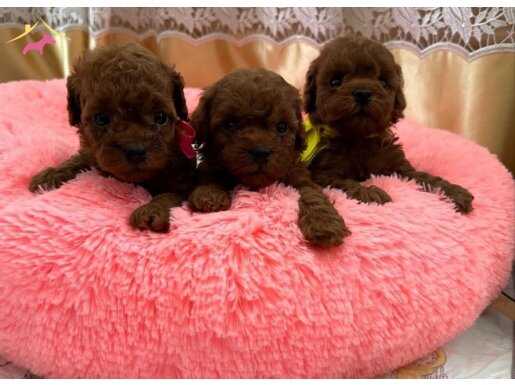 Red Brown Kore Poodle Bebeklerimiz 