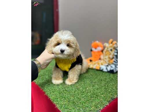 Tüy Dökmeyen Maltipoo Dizayn Irk 