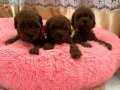 Red Brown Kore Poodle Bebeklerimiz 