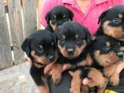 Rottweiler dişi Yavrularımız 