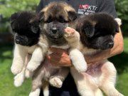 Amerikan Akita cesur yürek kara maske