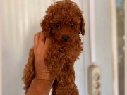 TOOY POODLE  0 NUMARA BÜYÜMEYEN CİNSLER 