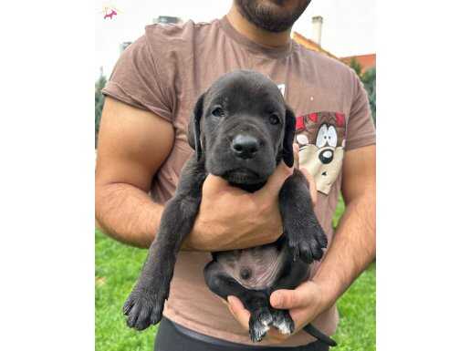 CANE CORSO YAVRULAMIZ 