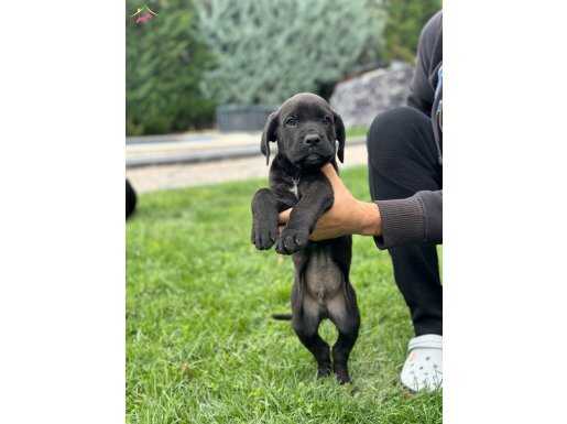 SAF IRK CANE CORSO