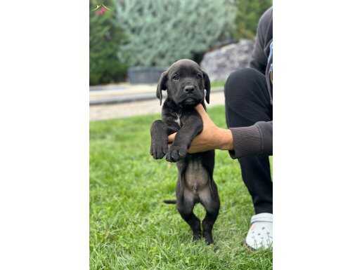 Saf ırk cane corso