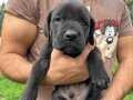 CANE CORSO YAVRULAMIZ 