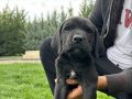 DİŞİ CANE CORSO YAVRULARIMIZ