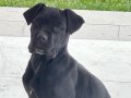 Safkan cane corso dişi yavrumuz