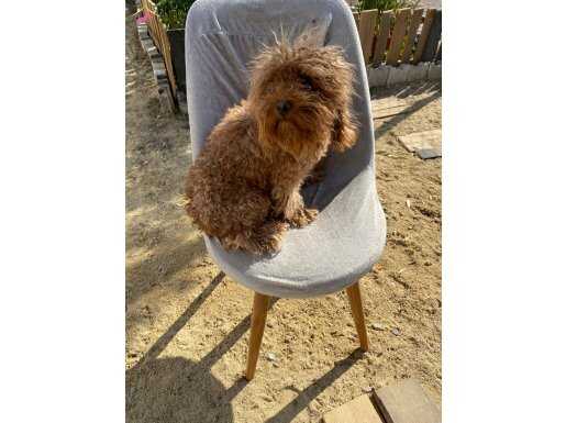 Minyatür poodle dişi