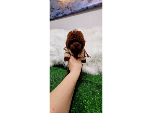 Kore toy poodle red brown